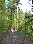 Wir tauchen in dichten Bergwald ein