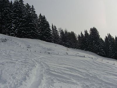 Auf ein Waldstück zu...