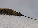 Gemse voraus