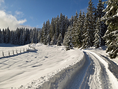 Die Forststraße führt uns in den Wald