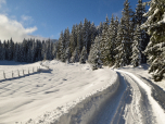 Die Forststraße führt uns in den Wald