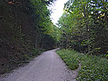 ...und kommen über einen Waldpfad zurück zu einem Forstweg