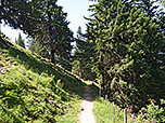 Der Wald lichtet sich...