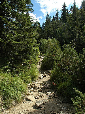 Langsam lichtest sich der Wald...