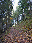 Durch schattigen Bergwald...