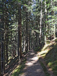 ...den Waldpfad, der uns zur Wildbichler Alm leiten wird