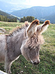 Eselfohlen nahe der Klausner Hütte