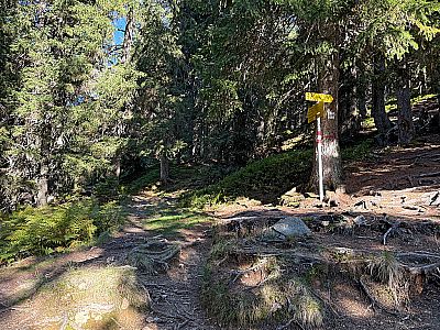 Kurz darauf betreten wir den Bergwald...