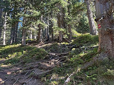 Über wurzelige Wege verbuchen wir die nächsten Höhenmeter auf der Habenseite