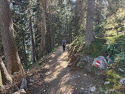 ...und wir erreichen ein Waldstück