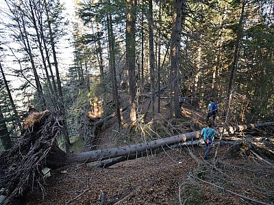 Durch den Wald steigen wir in einen Sattel ab