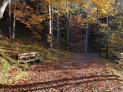 Wir halten uns rechts und marschieren auf dem Waldweg...