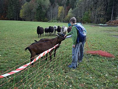 ... danach sind die Ziegen an der Reihe.