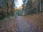 Nach Westen tauchen wir in den Wald ein