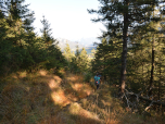 Durch den Wald ...