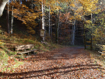 Wir halten uns rechts und marschieren auf dem Waldweg...