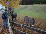 Die Esel wollen gestreichelt werden, ...