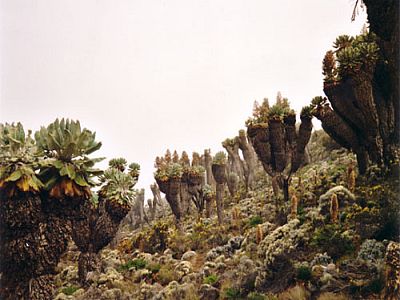Senecien-Wälder vor Barranco