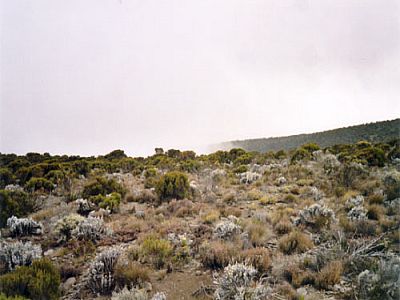 Die Vegetation kehrt zurück