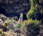 Lobelie