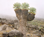 Senecie