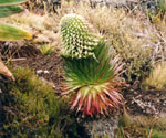 Lobelie