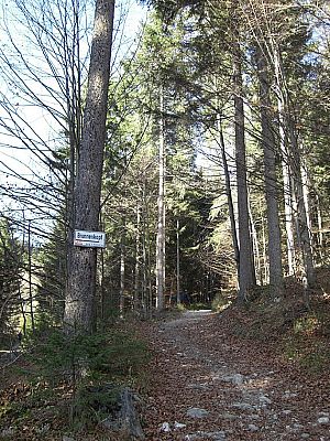 Weg durch den Wald