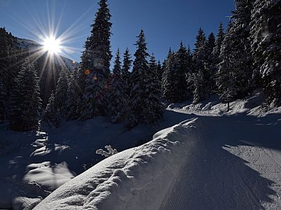 ... durch den malerisch verschneiten Wald ...