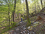 Durch den Bergwald...