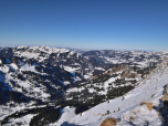 Leicht links im Bild die Winterstaude