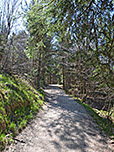 ...und tauchen kurz darauf in den Bergwald ein