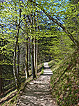 ...und folgen dem schönen Waldweg...