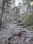 ...und später dichtem Wald...