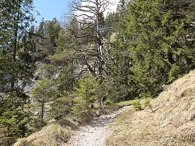 Während wir durch den immer lichter werdenden Wald an Höhe gewinnen, ...