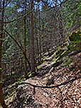 In gleichmäßiger Steigung schraubt sich der Waldpfad aufwärts