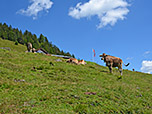 Kühe bei der Dürrenbergalm