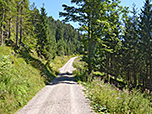 Wir folgen dem Forstweg, ...