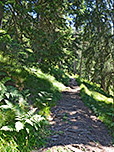 ...wandern wir durch schattigen Bergwald zügig bergauf