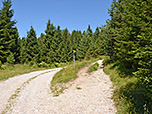 Wir treffen wieder auf den Forstweg, ...