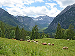 Kühe am Hasentalalm-Niederleger