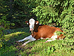 Siesta in der Abendsonne