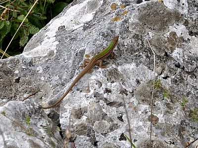 Überall huschen Salamander über die Steine
