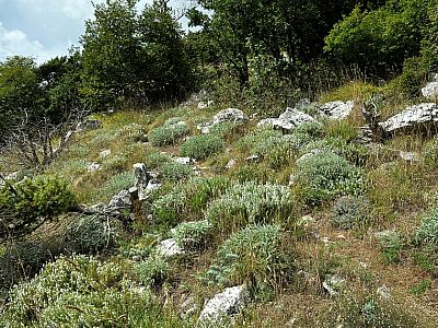 Dahinter setzt sich andeutungsweise der Pfad fort