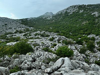 In den Spalten der karstigen Felslandschaft...