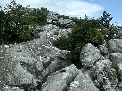 ... finden zum Teil ausgewachsene Bäume Platz