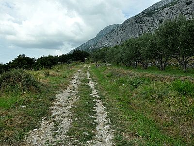 ... steigen wir nördlich der Ortschaft an Olivenhainen auf