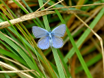 Ein Himmelblauer Bläuling (Polyommatus bellargus)