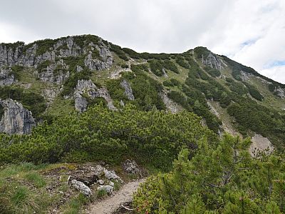 Malerisch schlängelt sich der Weg durch die  Latschen