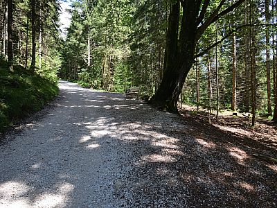 Meist schattig steigen wir auf auf einer Fahrstraße zur Martinshütte auf