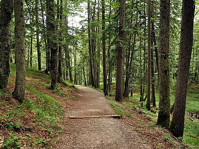 Im Wald steigen wir nach Süden ab
